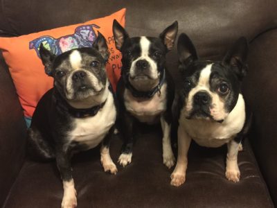 Gracie, Sassy, Howie